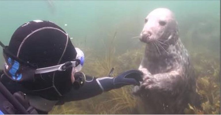 Il sub è confuso e non capisce cosa voglia la foca, poi l’animale prende la sua mano e fa questo
