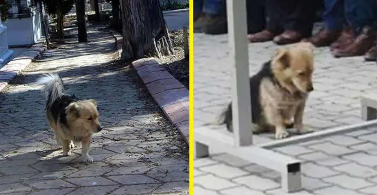 Ogni mattina, dopo la morte del proprio padrone, questo cane scappa di casa. Ma il figlio si stanca ed un giorno lo segue