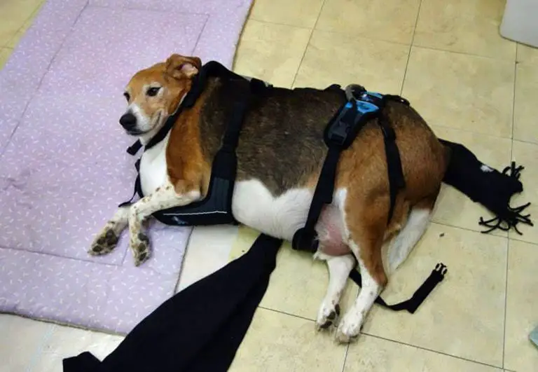 Condannano a morte un cane di 40 kg. Dopo tre mesi il cambiamento è totale