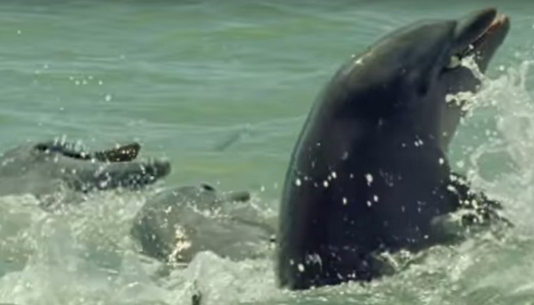 Come Un Delfino Dove è Stato Girato