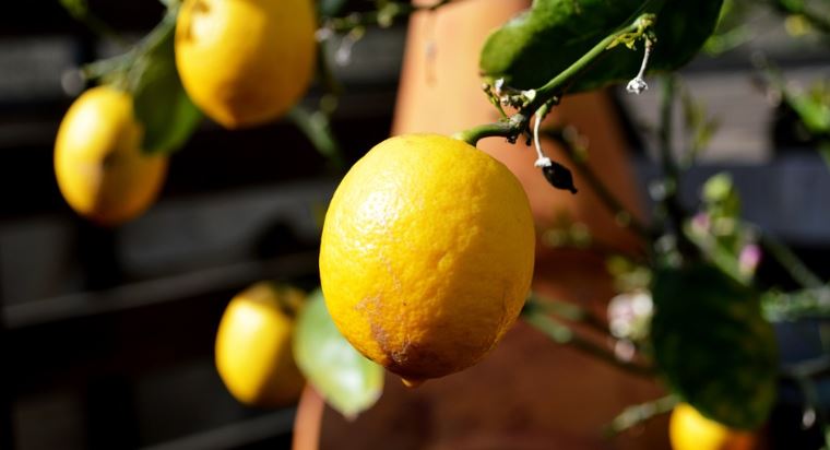 6 ragioni per cui il limone è uno dei migliori alimenti per la tua salute