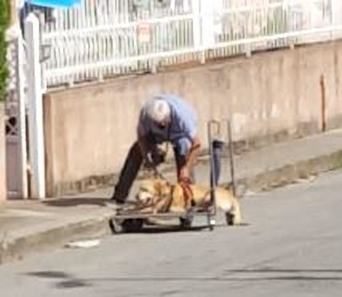 Questo commovente video di un anziano uomo e del suo cane sta toccando il cuore delle persone