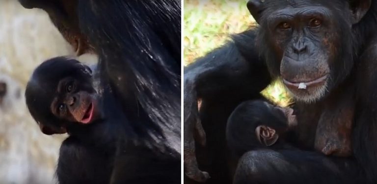 Nasce un piccolo scimpanzè di una specie quasi estinta, grande festa in una riserva naturale