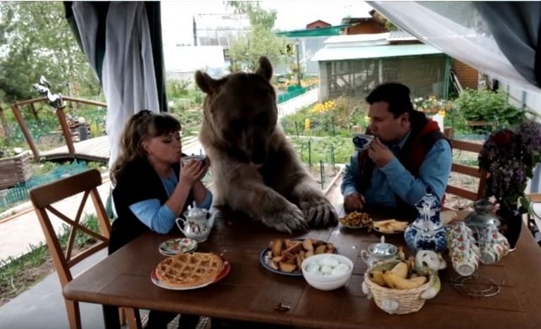Una coppia russa ha adottato un orso rimasto orfano, dopo 25 anni vive ancora con loro