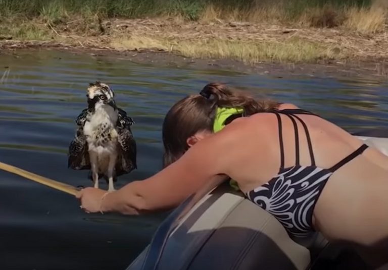 Девушка спасла жизнь. Дарья агупова спасла. Двухлетний мальчик аллен смит. Фото девушки спасло жизнь. Маленькая девочка спасла жизнь маме.