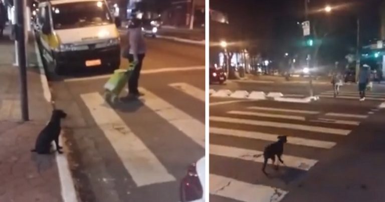 Questo cane aspetta la luce verde pedonale per attraversare la strada. Che educato