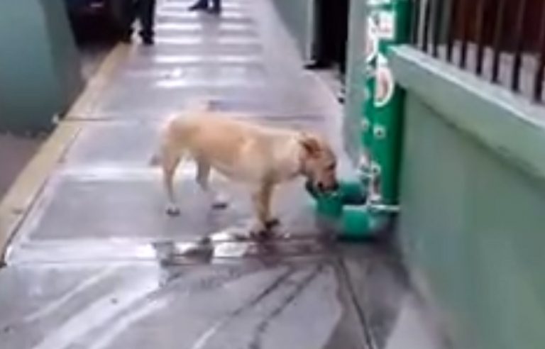 Poliziotti installano dei distributori di acqua e cibo per i cani randagi