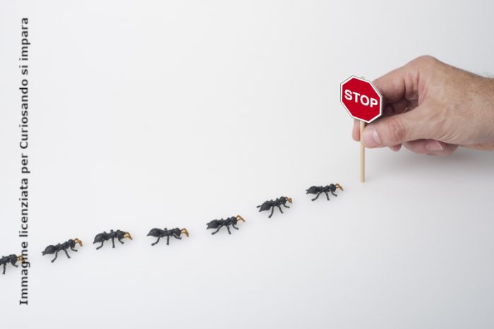 Hai un'invasione di formiche in casa? Cosa fare in modo ...