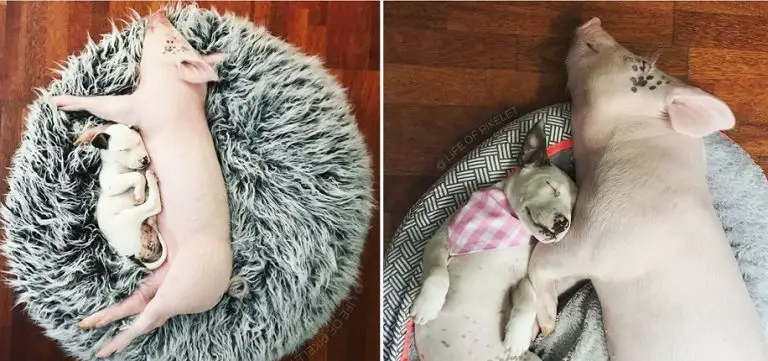 14 dolci foto del “prima e dopo” di animali che sono cresciuti insieme