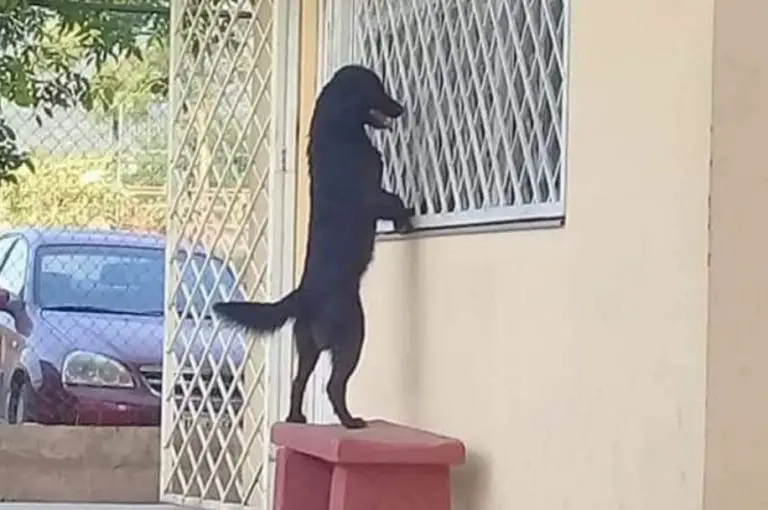 Un cagnolino era ansioso di vedere il suo piccolo amico. È andato fino a scuola per osservarlo dalla finestra