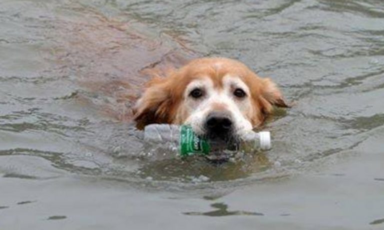 Questo cagnolino nuota per diversi chilometri al giorno per raccogliere le bottiglie di plastica in un fiume