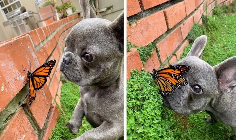 Questo piccolo cagnolino ha fatto amicizia con una farfalla e in quell’attimo il mondo era perfetto