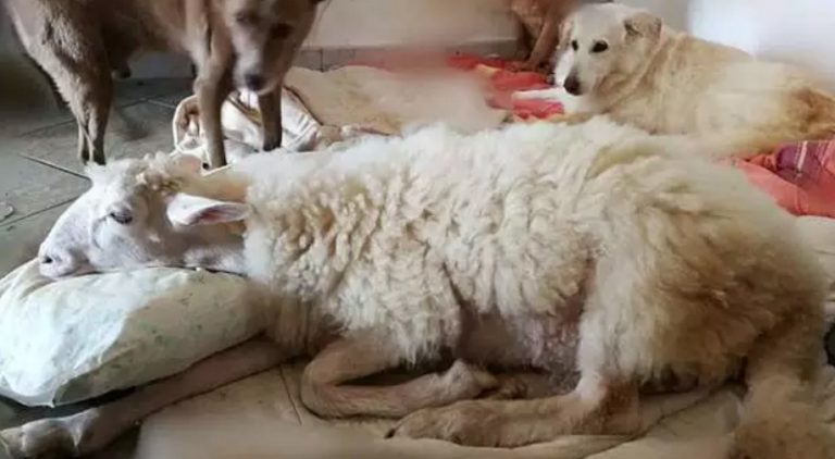 Torquato: l’agnellino che venne salvato dal macello e che credeva di essere un cane
