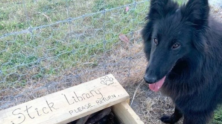 Un uomo ha costruito un raccoglitore di bastoncini per i cani del parco
