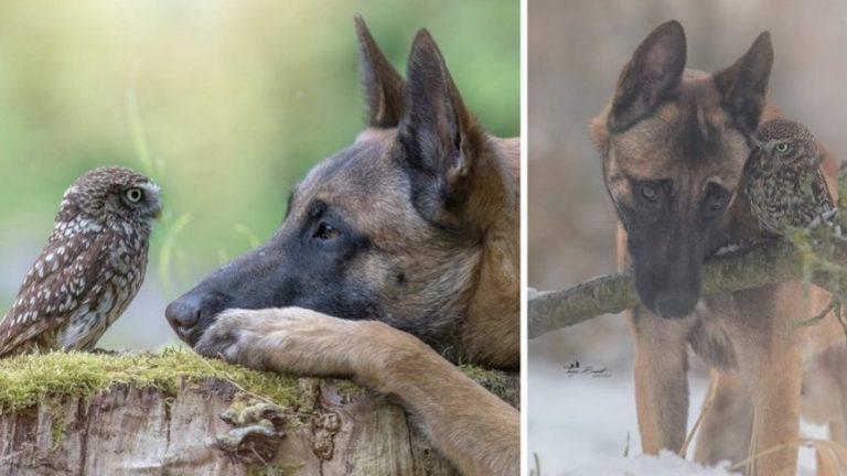 Gli scatti di questa fotografa mostrano la tenera amicizia tra un cane e una civetta
