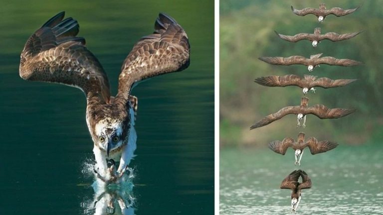 Gli scatti di un fotografo mostrano lo spettacolare volo di un falco pescatore che si fionda sulla preda