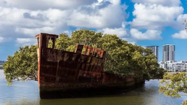 La foresta galleggiante di mangrovie nata su una vecchia nave abbandonata che ha più di un secolo