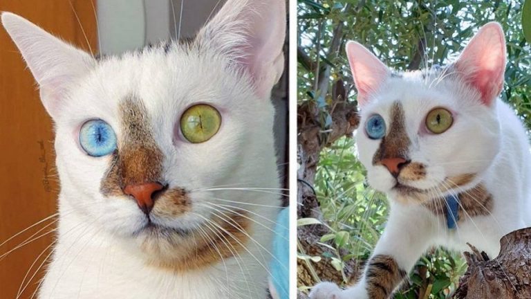 Bowie, l’adorabile gattino con gli occhi di colore diverso che sta diventando una vera star del web