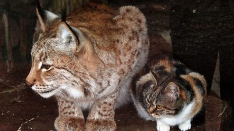 Una gattina si intrufola in uno zoo e diventa la migliore amica di una lince