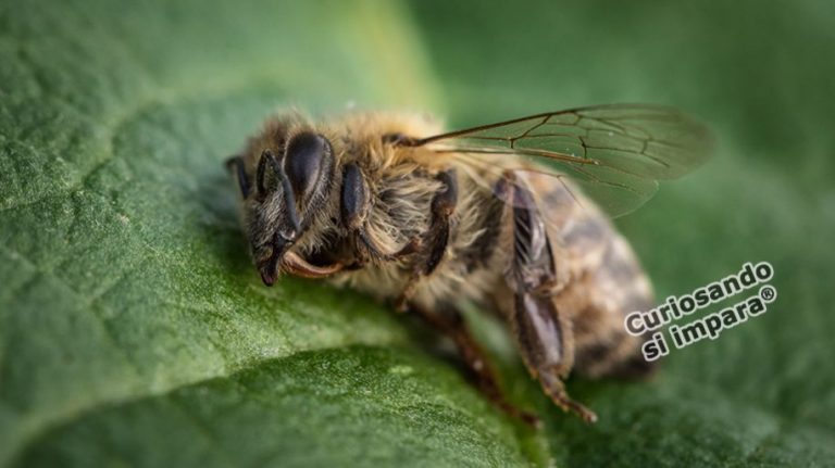 Le api sono i più importanti esseri viventi del pianeta e non ce ne rendiamo ancora conto