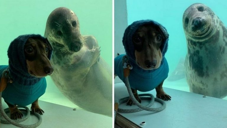 Un bassotto e una foca si incontrano durante una vacanza e nasce subito una splendida amicizia