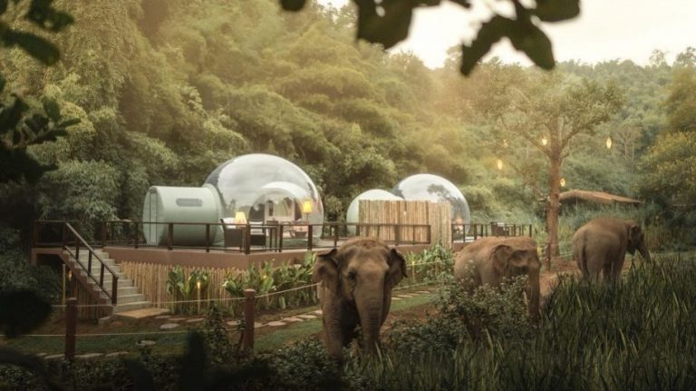 Ora puoi dormire nella giungla, in una bolla trasparente e circondato dagli elefanti del santuario