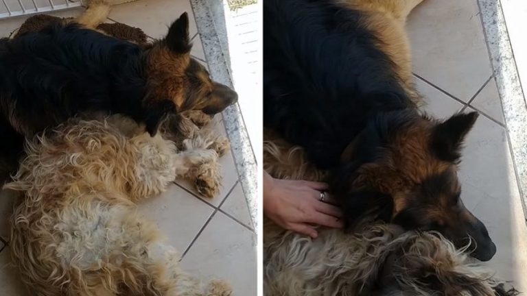 Un cagnolino piange sconsolato perché pensa che il suo piccolo amico sia morto