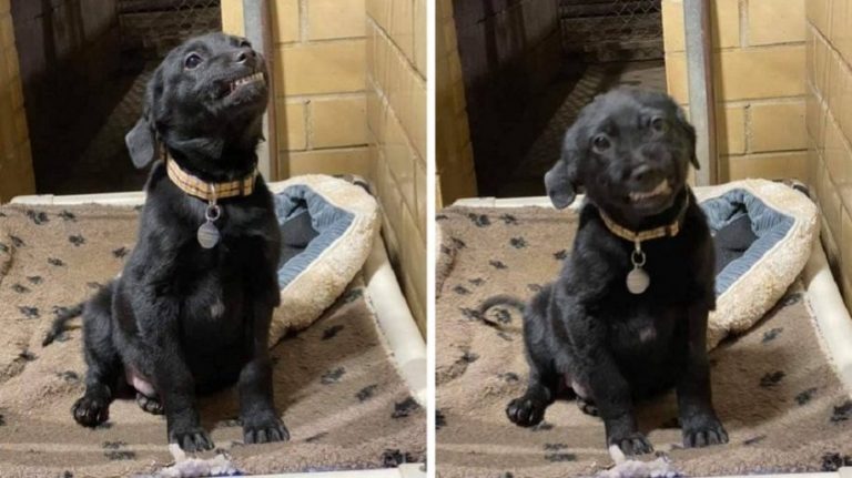 Il cucciolo che sorride a tutti nel rifugio per vedere se qualcuno lo adotta (VIDEO)