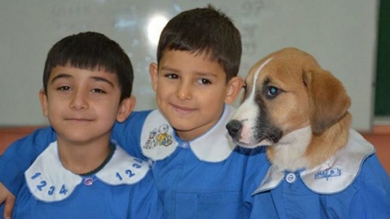 Un ex cane randagio, dopo essere stato adottato da una scuola, indossa l’uniforme e partecipa alle lezioni