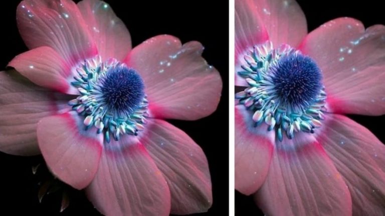 La fotografia a raggi ultravioletti svela un’inaspettata fluorescenza dei fiori