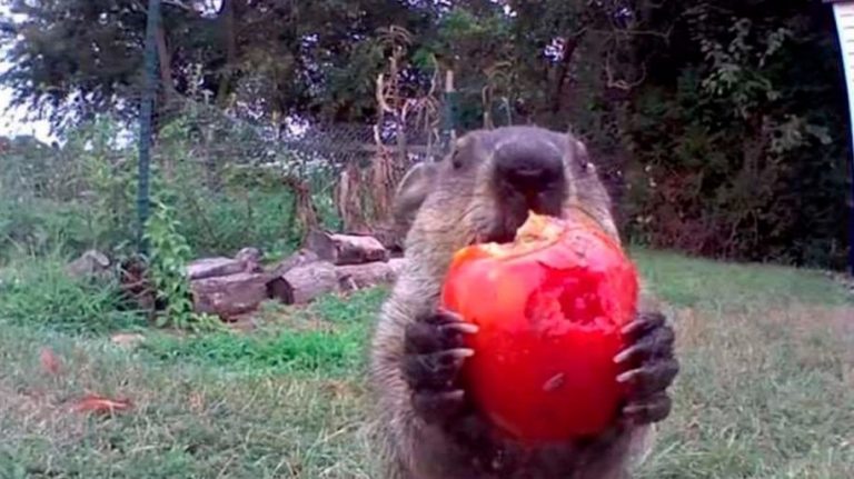 Una marmotta ruba il raccolto del contadino e se lo mangia davanti alla sua videocamera di sicurezza [VIDEO]