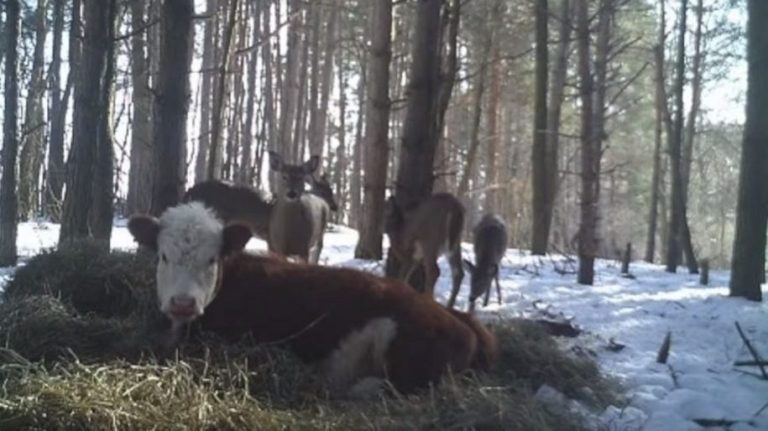 Questa mucca è scappata dal macello ed ha vissuto nel bosco insieme ai cervi