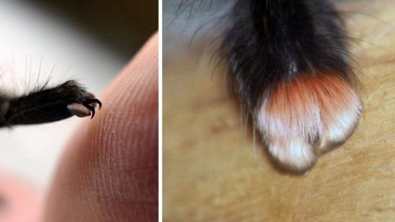 Si è scoperto che i ragni hanno delle adorabili zampette e questo potrebbe cambiare il modo in cui li guardi