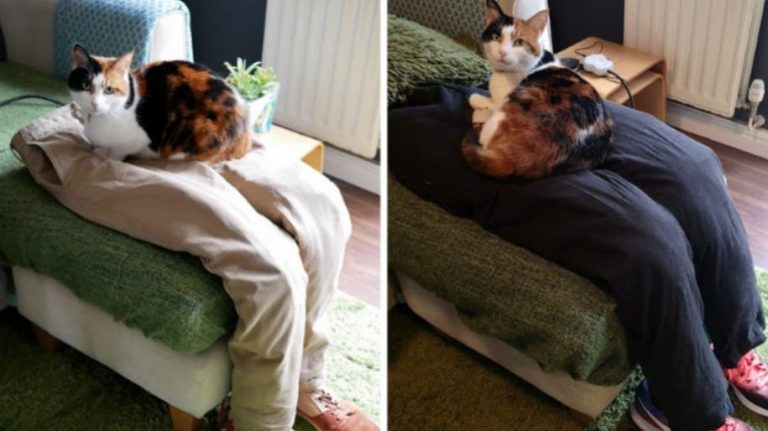 Una coppia ha creato delle comode gambe finte su cui il proprio gatto si può accovacciare