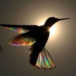 cropped-colibriarcobaleno.jpg