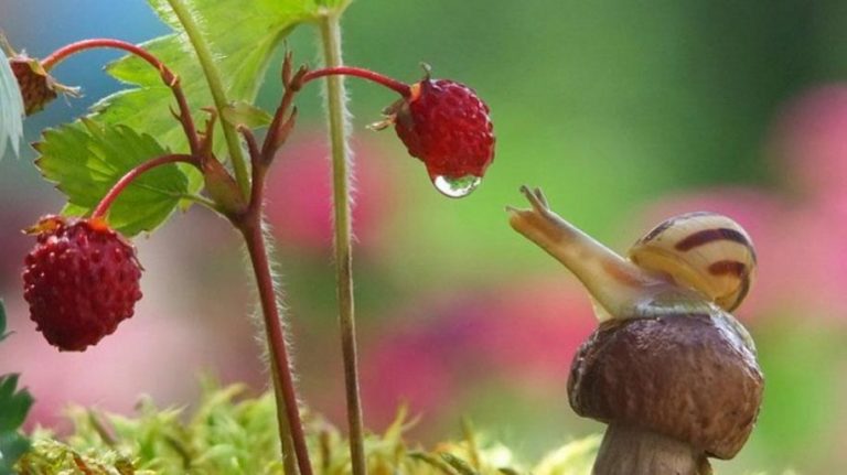 Un fotografo mostra il magico mondo in miniatura delle lumache