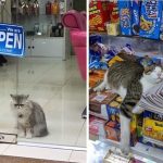 cropped-gattinegozi2-e1586531117285.jpg