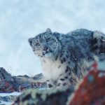 cropped-leopardonevi4-e1586283249939.jpg