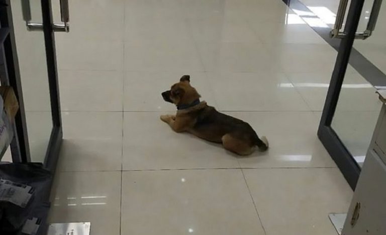 Sono ormai tre mesi che questo cagnolino aspetta in ospedale il suo proprietario deceduto per COVID-19