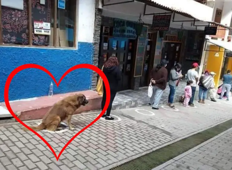 Questo cagnolino fa la fila al negozio e rispetta le distanze sociali nel mezzo della pandemia. Un esempio