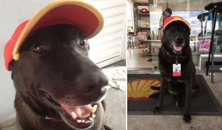 Un cagnolino abbandonato in una stazione di servizio ha trovato lavoro lì e ora è felice