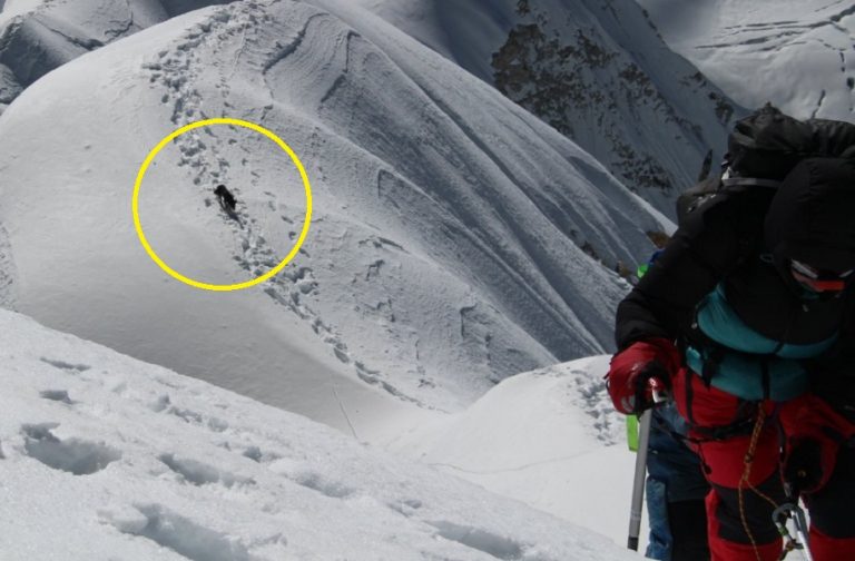 Una cagnolina randagia ha seguito un gruppo di alpinisti sopra ad una cima dell’Himalaya