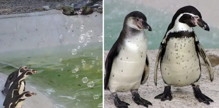 Donano una macchina sparabolle ai pinguini e loro le adorano (video)