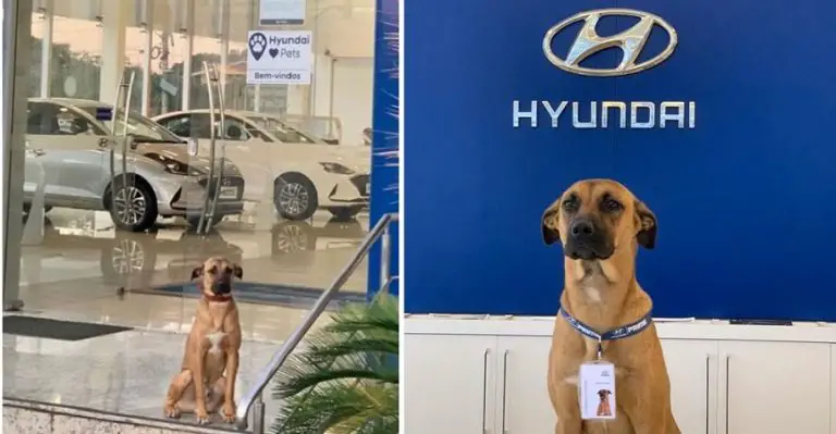 Un cane randagio continuava a visitare una concessionaria Hyundai, così gli hanno dato un lavoro e il suo badge personale