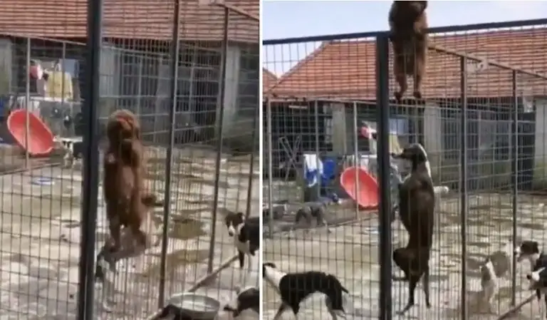 Un cagnolino insegna ai suoi “compagni” a fuggire da una recinzione con un metodo insolito (video)