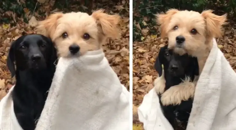 Un cagnolino avvolge il suo piccolo amico con una calda coperta e lo abbraccia per coccolarlo