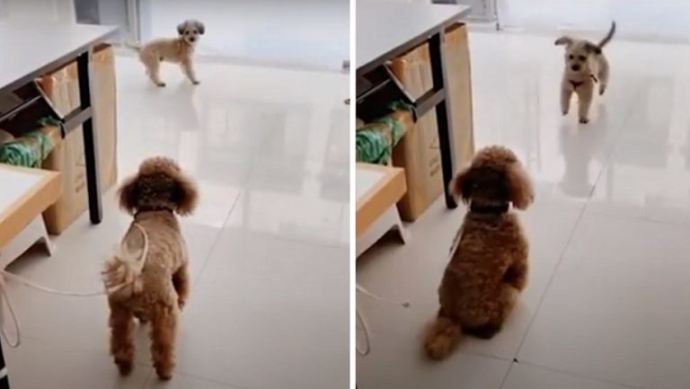 Un cagnolino impaziente “cerca di convincere il suo amico barboncino a uscire per giocare insieme”