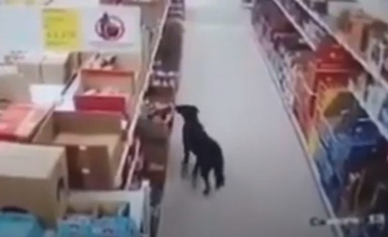 Un cane randagio entra in un supermercato e prende di nascosto una confezione di cibo