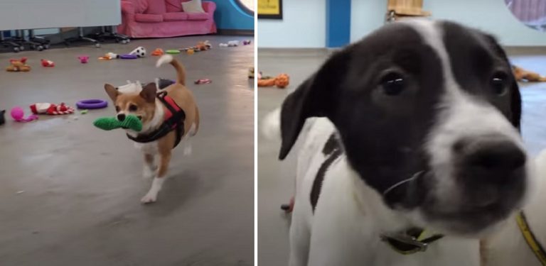 35 cani ospiti in un rifugio per animali hanno potuto scegliere il loro regalo di Natale ed ecco cosa è successo