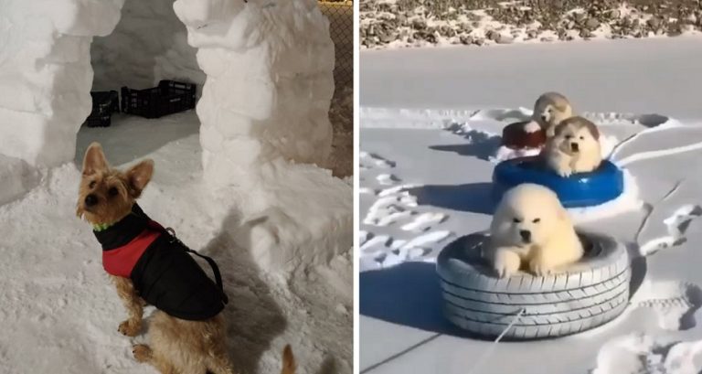 Le 10 migliori immagini di cagnolini che si divertono mentre giocano sulla neve